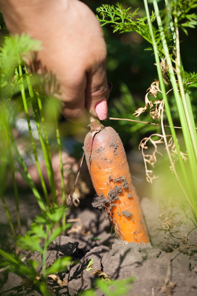 “我记忆中的芦台”之十二：三年自然灾害，去农场捡胡萝卜