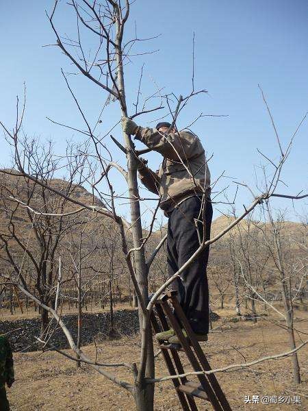 柿子的生长条件和种植技术,超丰产柿子