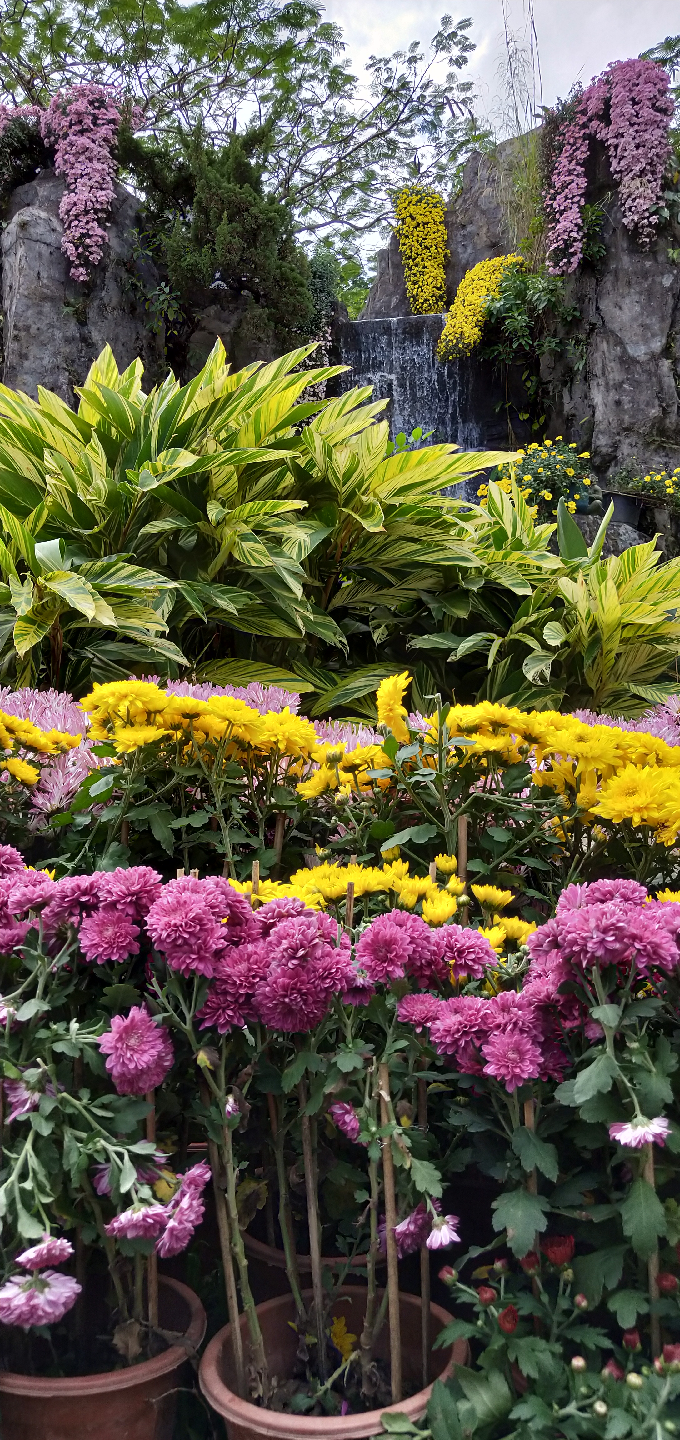 东湖公园菊花花展时间2021,深圳东湖荷节花展