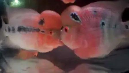 好斗的鱼罗汉鱼,罗汉鱼有多活泼