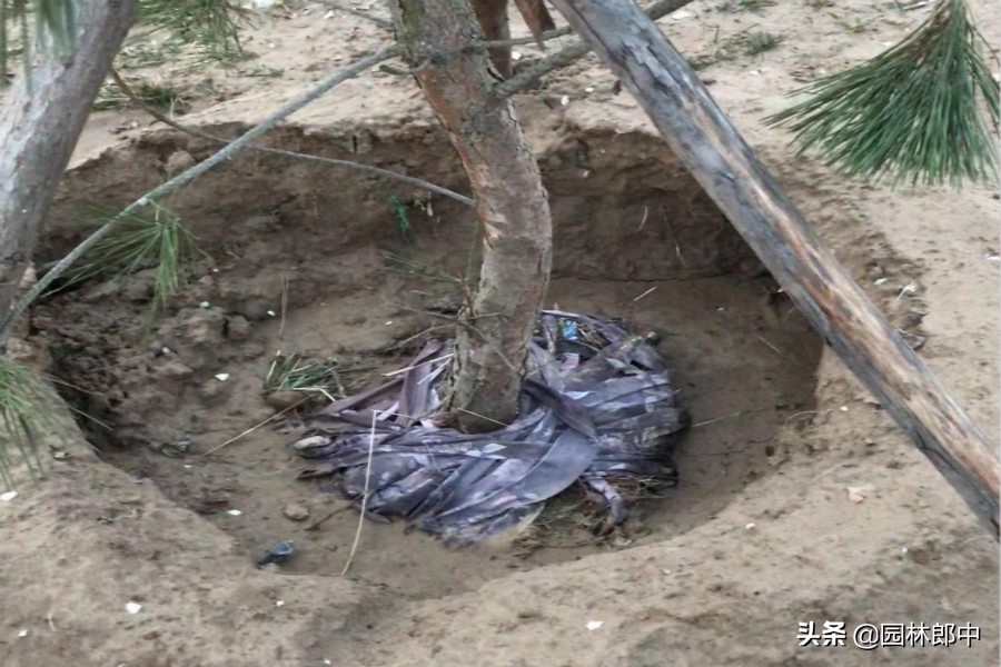 苗木回暖,温度升高苗木开始无精打采