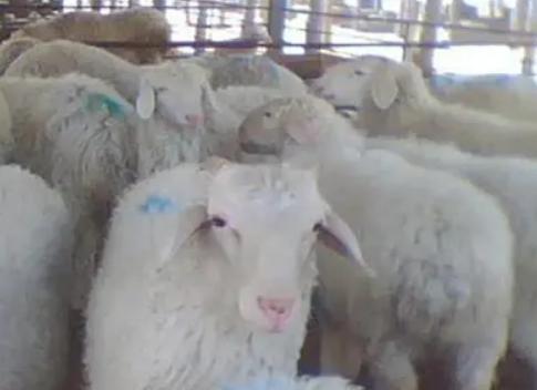 羊尿不出来尿怎么治疗？快速治羊尿不出尿，这里有方法