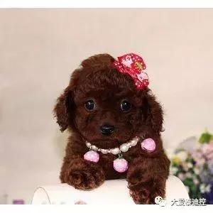 大家更喜欢买哪种泰迪,怎么选泰迪才显得专业