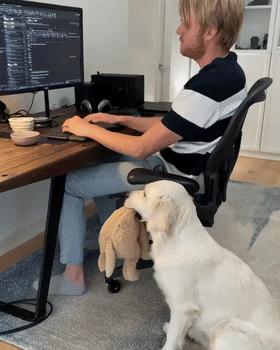 养什么狗好不爱叫,养什么狗不拆家不生病