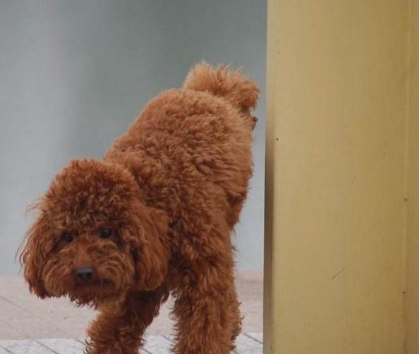 泰迪狗出门到处拉屎撒尿怎么办,泰迪有时不在自己的厕所小便