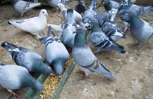 鸽子顽固性腹泻的症状和防治方法,鸽子腹泻拉稀怎么治