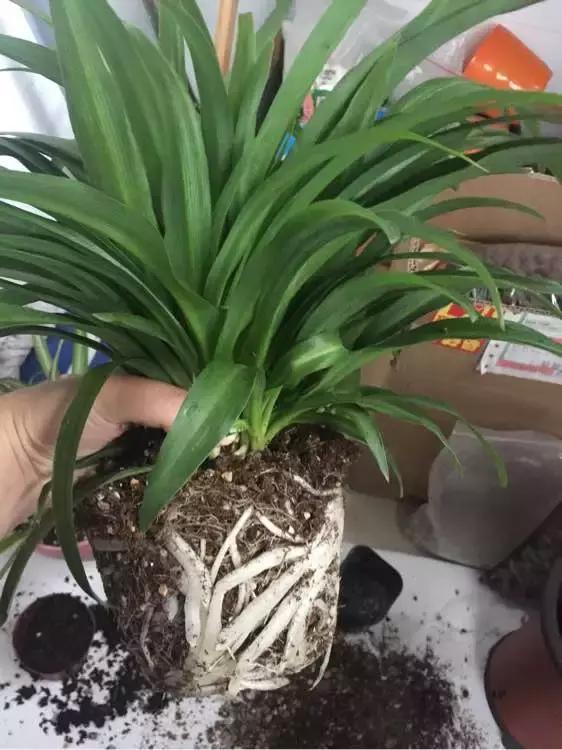 绿萝吊兰爱“吃土”，2年盆土“吃光光”，说啥也要换土！