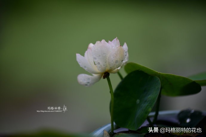 我的碗莲种子,碗莲的种植方法新手必看