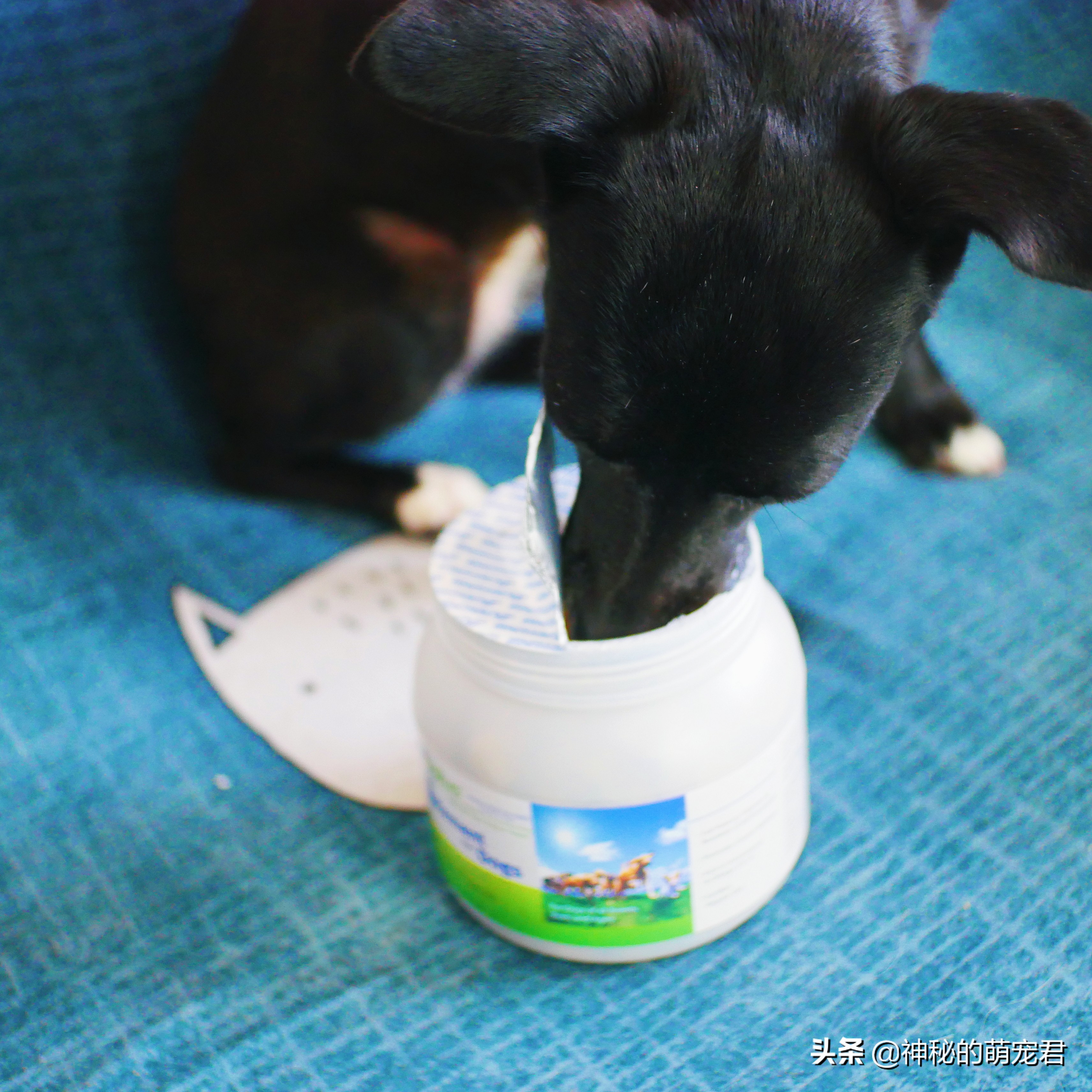 狗狗麦德氏卵磷脂,狗狗麦德氏卵磷脂一天吃多少粒