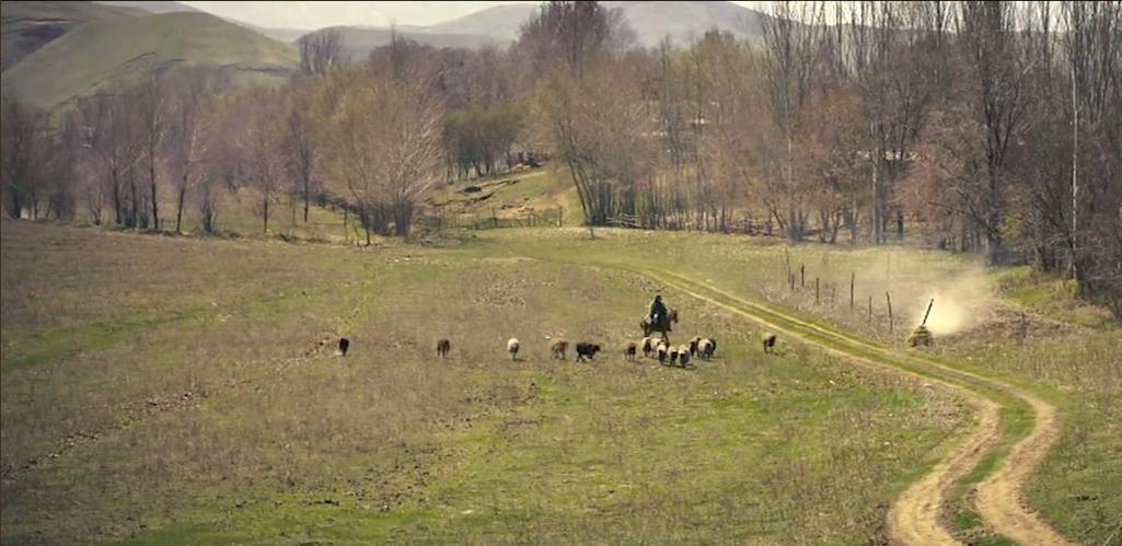 75岁老头被狼群追杀徒手大战狼群,放羊老汉遭遇狼群