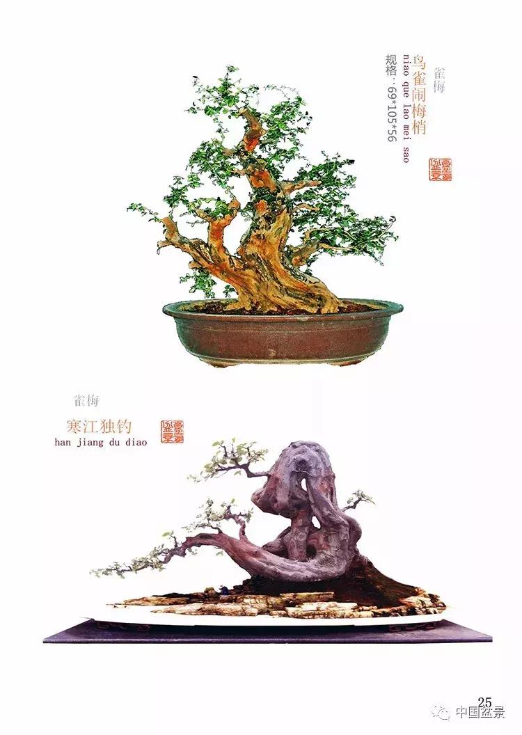 陈文图老师,陈文图盆景欣赏