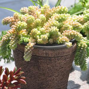 100种室内盆栽花,花卉大全500种盆栽名称