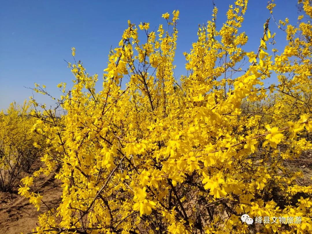 美丽乡村百花开,美丽乡村百花节