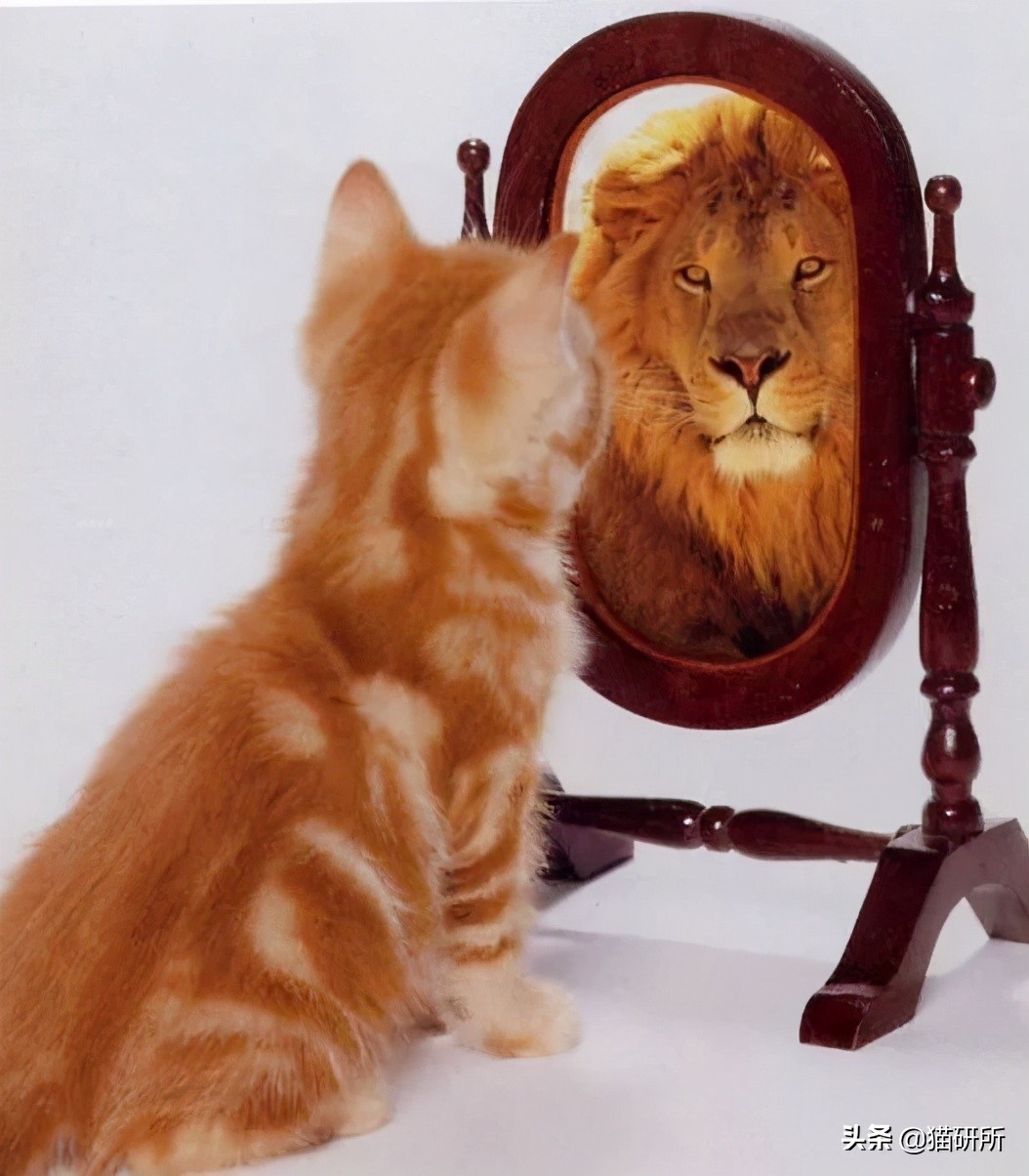 为什么猫咪那么傲娇还有人喜欢,猫咪这么可爱怎么有人舍得伤害