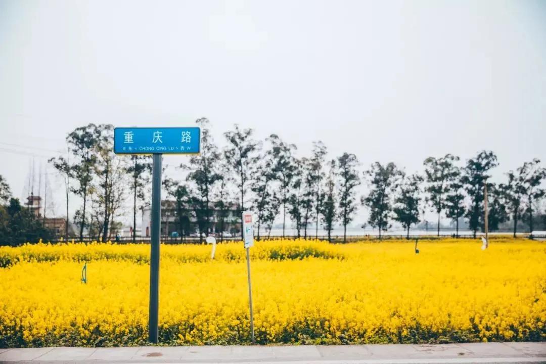 油菜花风景点,罗平县小油菜花