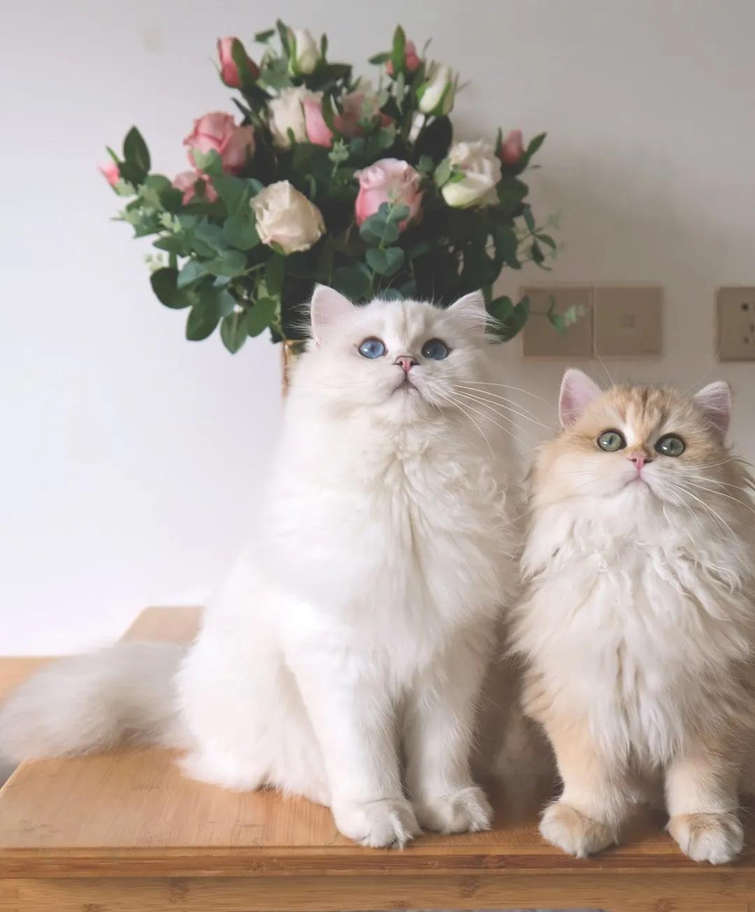 猫咪药浴的功效与危害,如何在家给猫咪洗澡