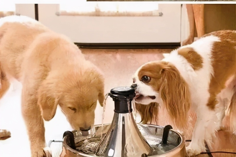 法斗中暑后没呼吸还能抢救过来吗,法斗狗狗中暑死亡了