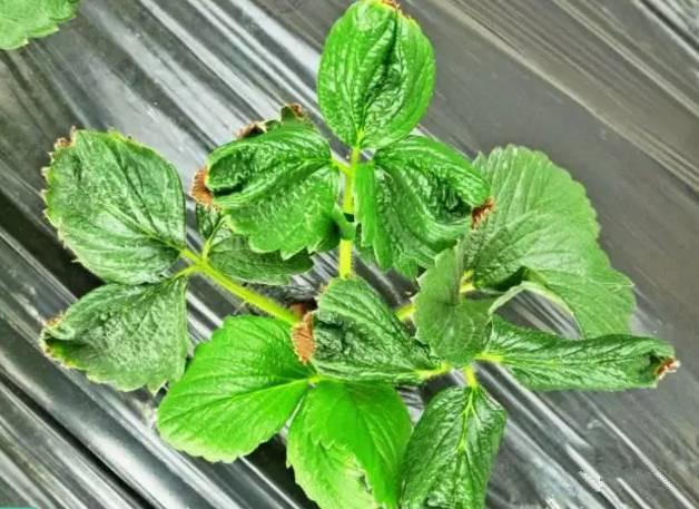 草莓叶茎发黑叶子干枯是什么病,草莓叶子变枯萎是得了什么病