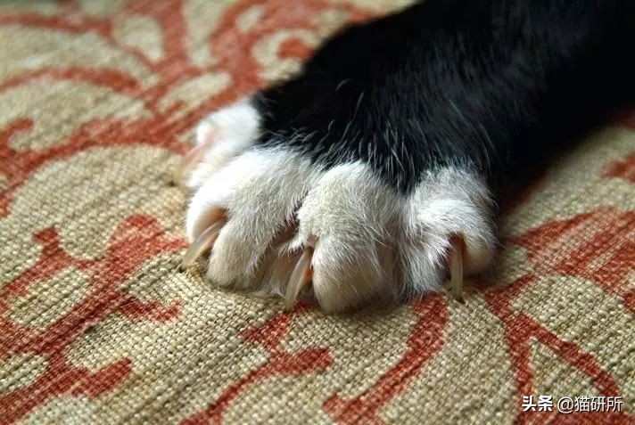 怎么防止猫抓板挠家具,怎样可以防止猫咪抓家具