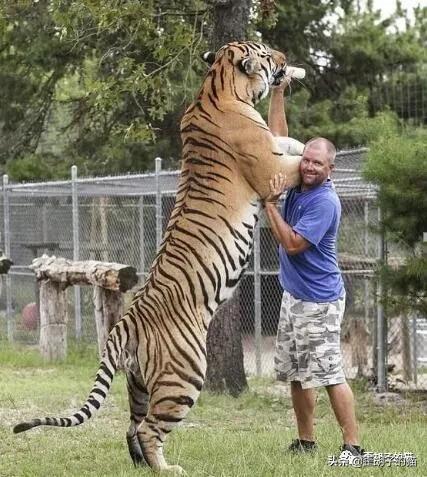 捏住老虎后颈就不敢动了,捏住老虎后颈肉会怎样