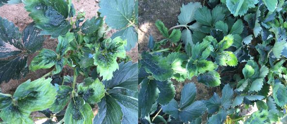 草莓炭疽病与根腐病是什么引起的,安徽草莓炭疽病零星发病怎么办