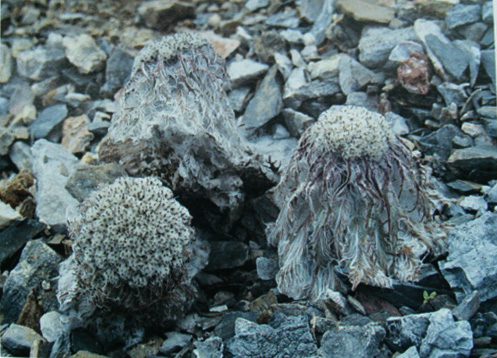 天山雪莲是什么,天山雪莲描述