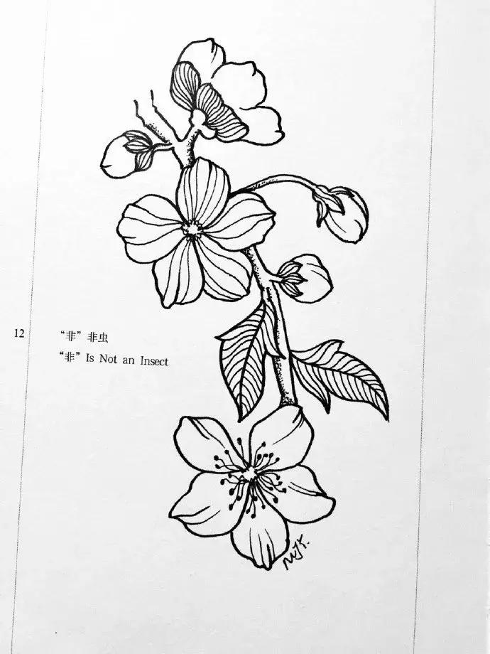 高级线描画花卉大全,花卉线描100种
