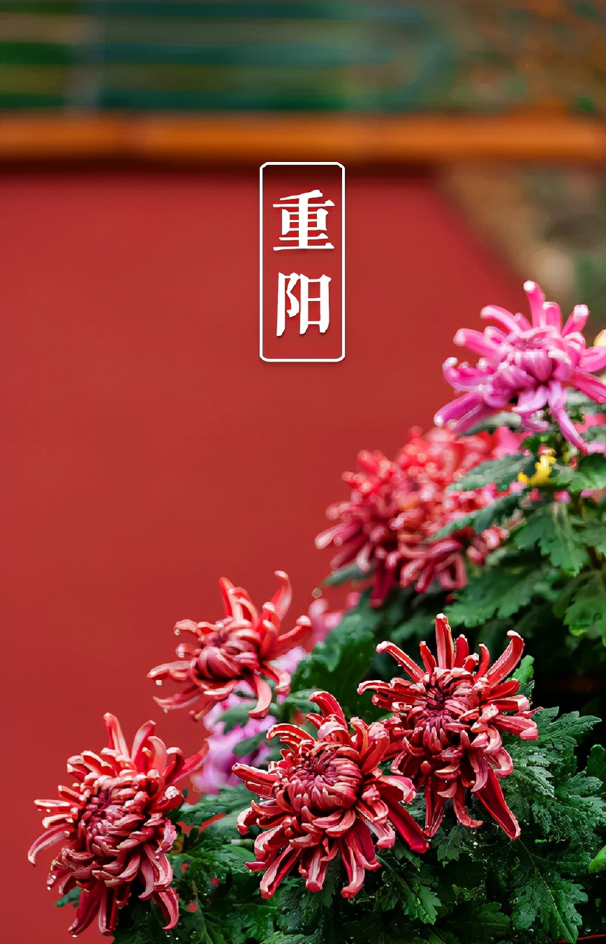 有关重阳节的诗句15篇,10首关于重阳节的诗词欣赏