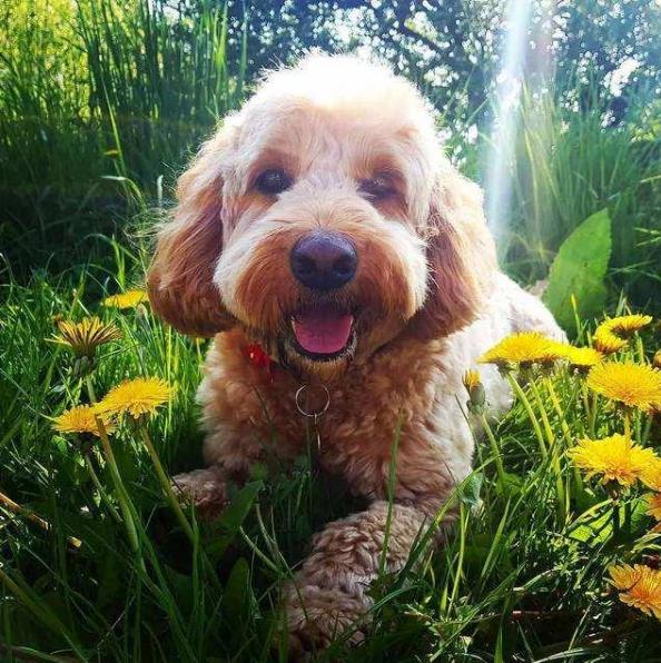 让狗狗长寿的秘诀,让狗狗健康成长三种食物