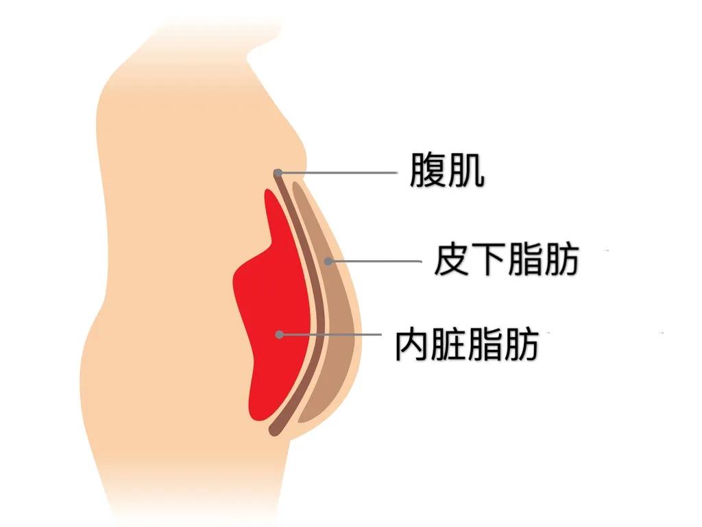 肚子一抓一坨赘肉能减下去吗,肚子一抓一大把肉怎么办