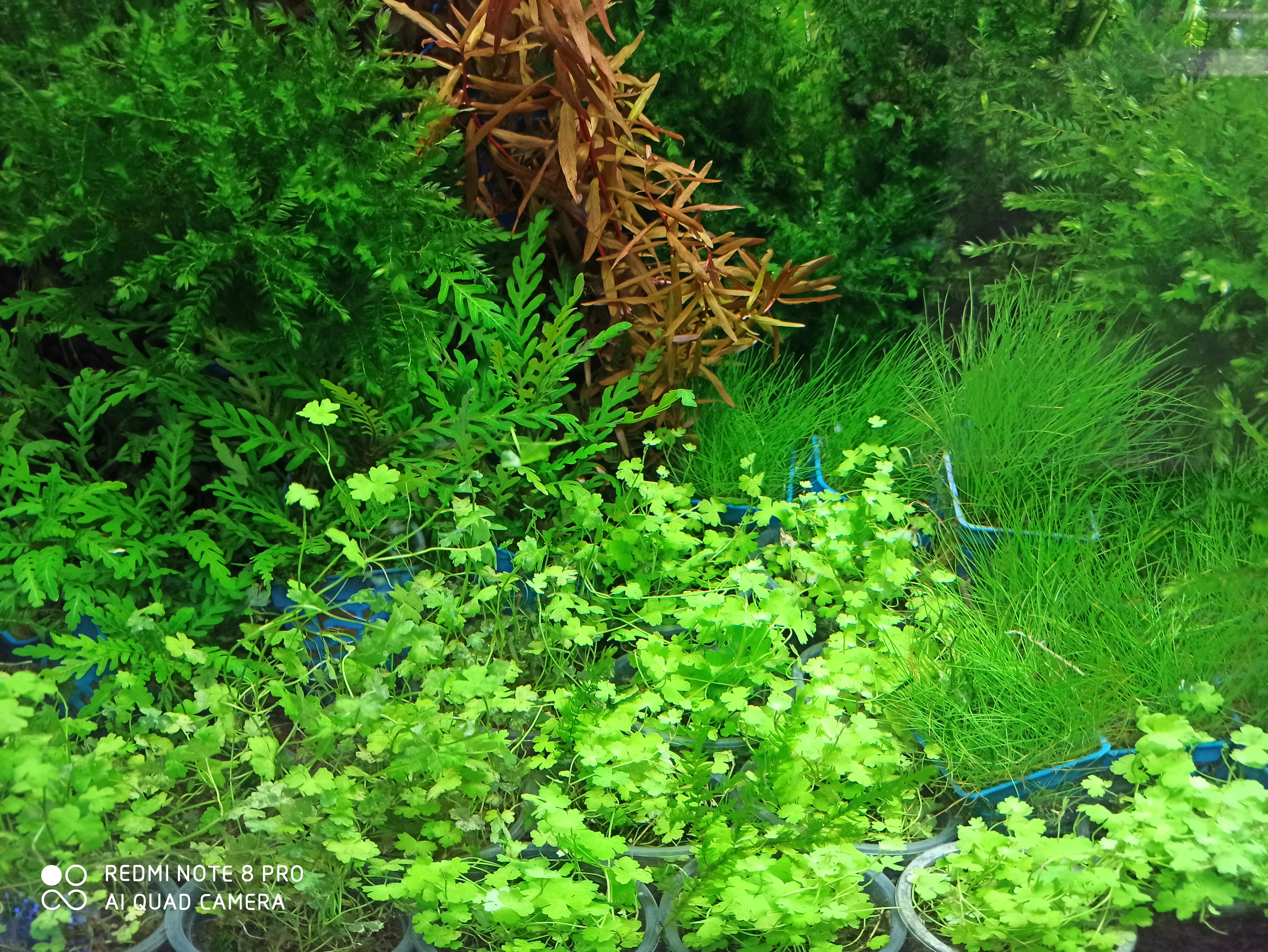 前景最好的水草造景,绿菊花水草水族箱活体造景