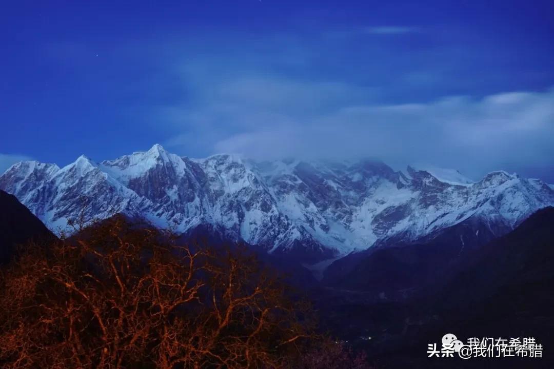 希腊西红花茶的种植,药食同源希腊西红花