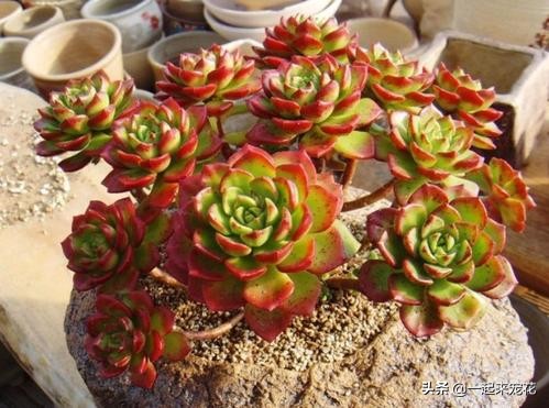 多肉腐黑能变好么,多肉黑应急处理方法