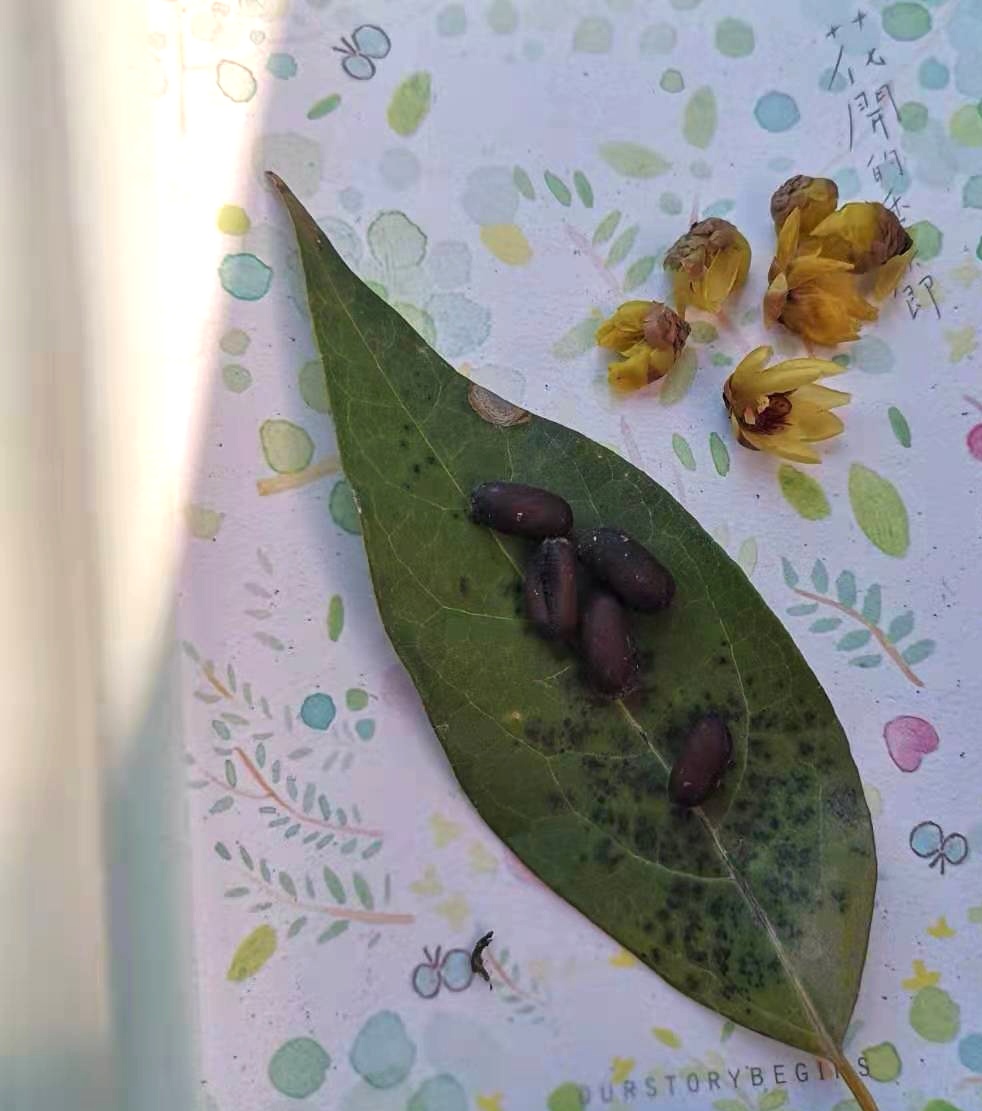 定制花架图片大全,石雕花架私人定制