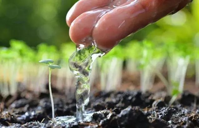 笑谈种树的艺术——看园林专业的魅力