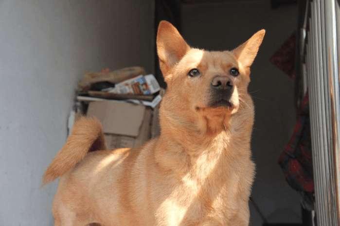 二战中国用什么狗对付狼青,日军恶狼