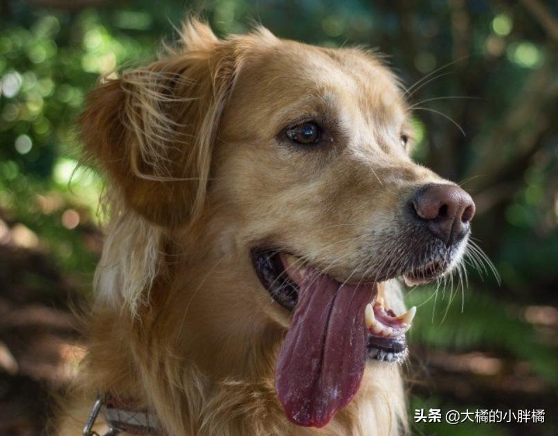 梅雨季狗狗皮肤,梅雨季节如何保持狗狗身体干燥
