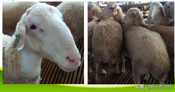 羊怎么分舍管理,羊场环境的好坏对羊的影响有多大