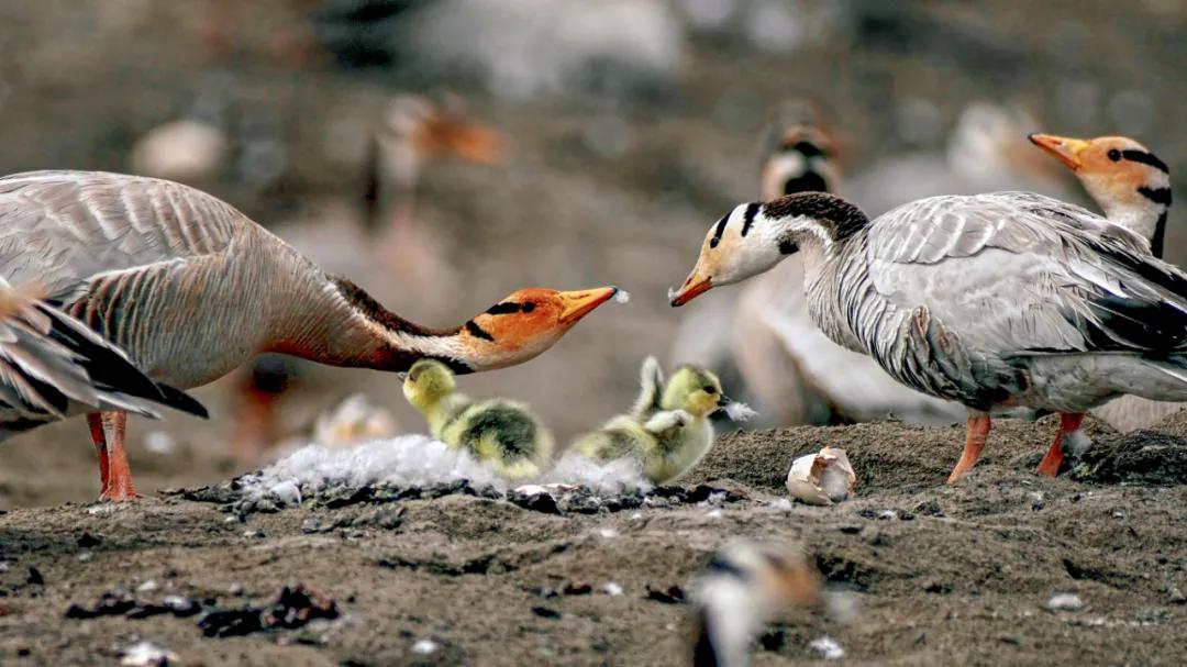 世界爱鸟日普及,观测鸟类迁徙迎接国际爱鸟日