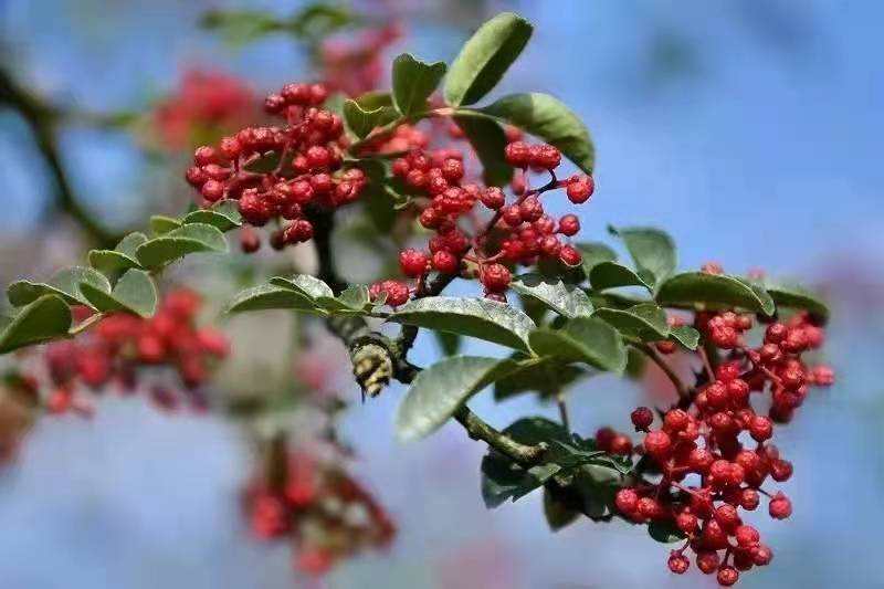 川菜以麻辣闻名而其中的麻辣味,川菜除了麻和辣还有什么特点