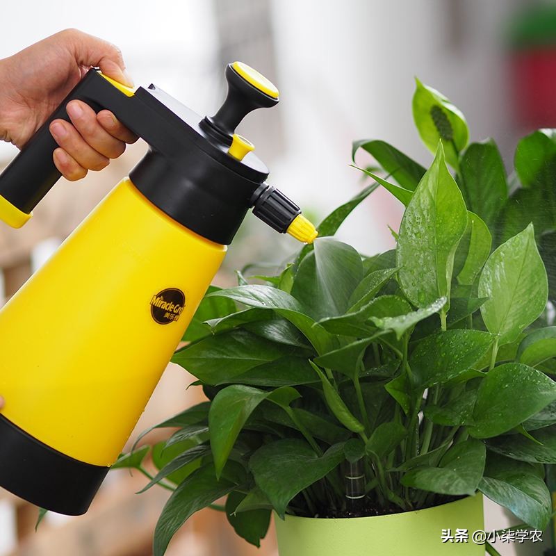 养绿萝怎么浇水多长时间浇一次,绿萝多久浇一次水怎么浇