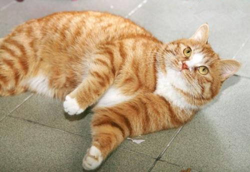 猫咪导尿之后尿频怎么办,养宠经验猫咪尿频怎么办