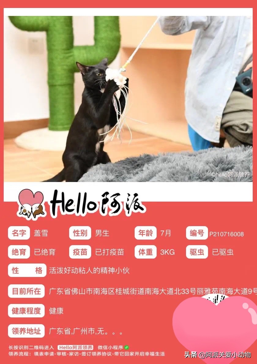 盖雪:信女愿一生荤素搭配,祈望这只拆家啊不,旺家猫找到新家