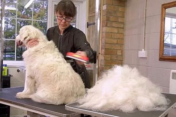 把狗毛全部剃掉对身体好吗,把狗毛都剃了狗会生气吗