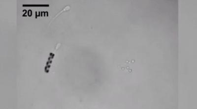 暑假孩子玩手机不如打篮球吧,儿童显微镜放大蚂蚁120倍