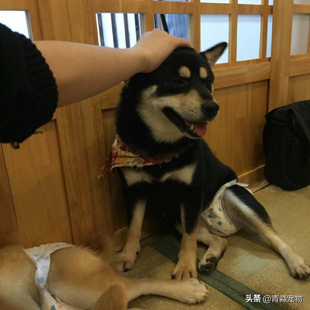 养宠知识狗狗发现呕吐怎么办,宠物狗疫苗过敏了怎么办