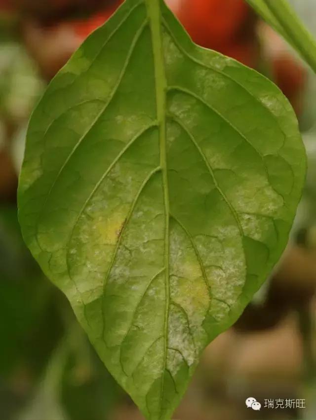 白芨病害及防治,白粉病发病规律防治措施