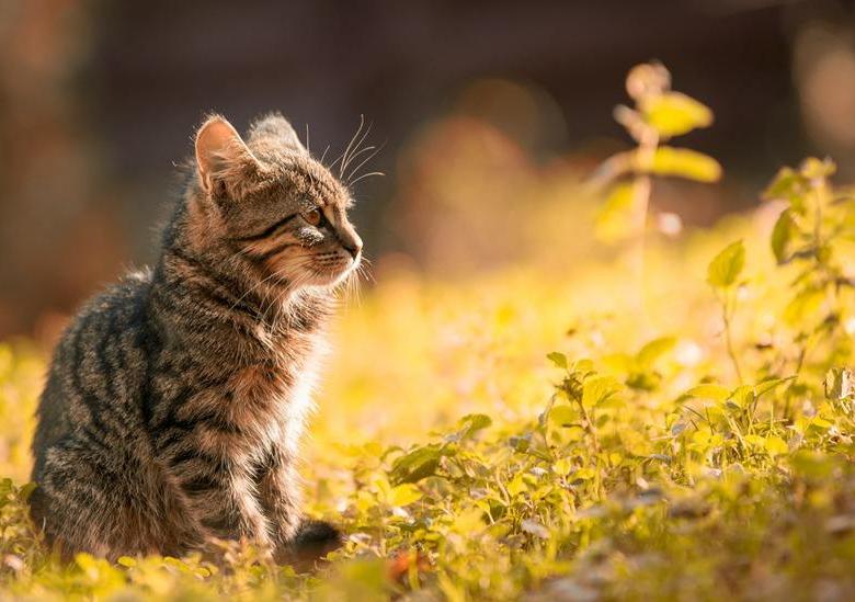 养猫的铲屎官一定要注意除癣,准备养猫的人看的视频
