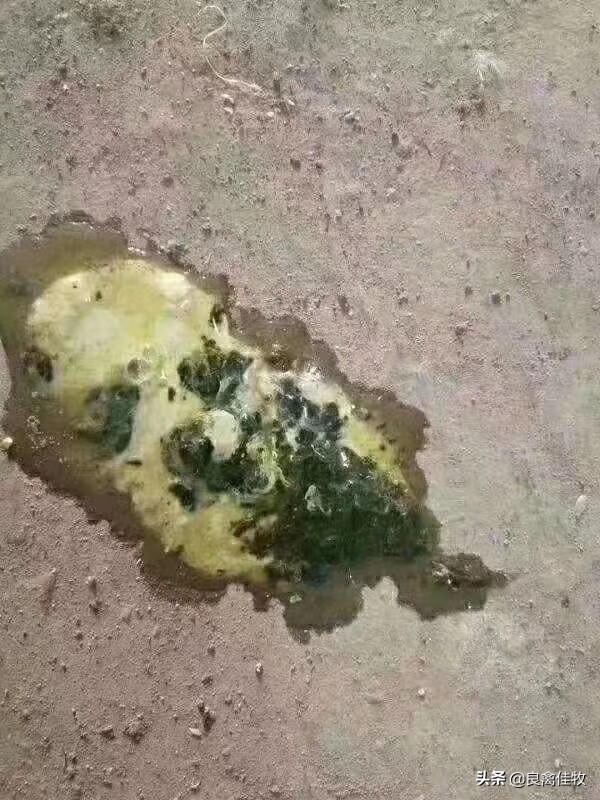 新城疫症防治方法,新城疫最快的治疗方法