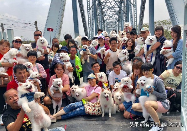 一半都领养！45只汪搭游览车出去玩整团狗下车路人抢合照！
